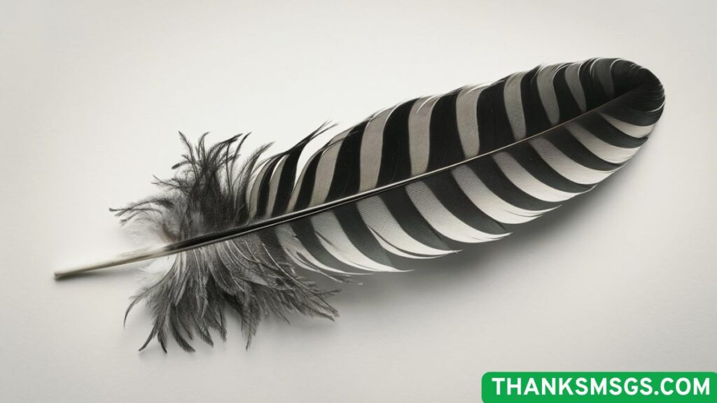 Black and Gray Feather Meanings