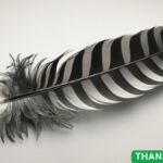 Black and Gray Feather Meanings