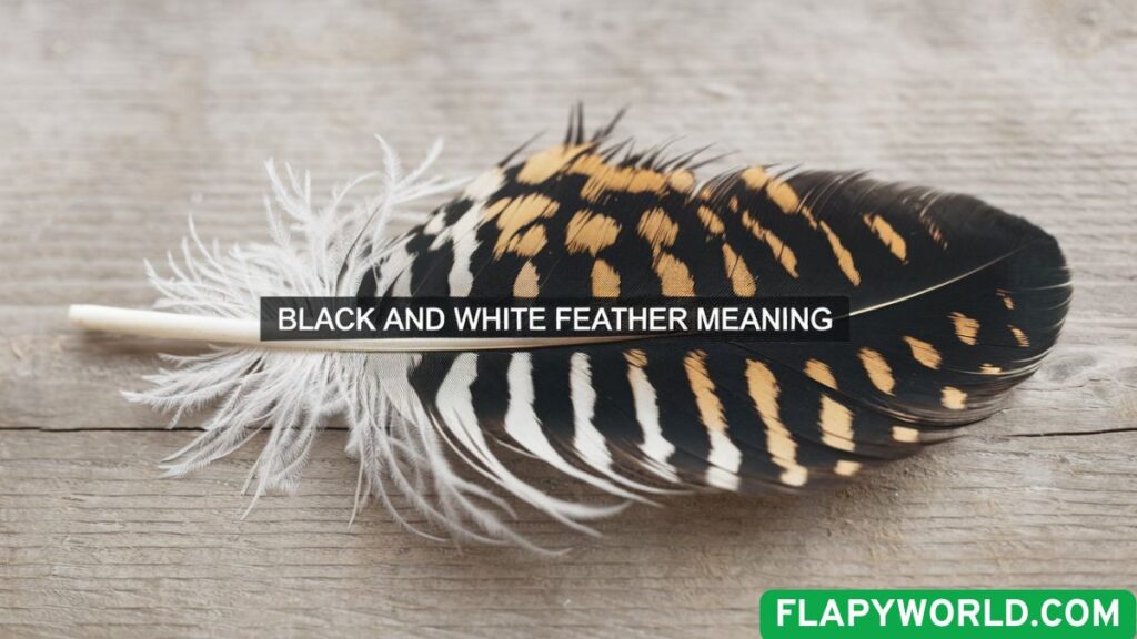 Black and White Feather Meaning