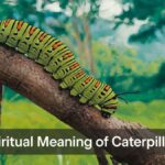 Spiritual Meaning of Caterpillars