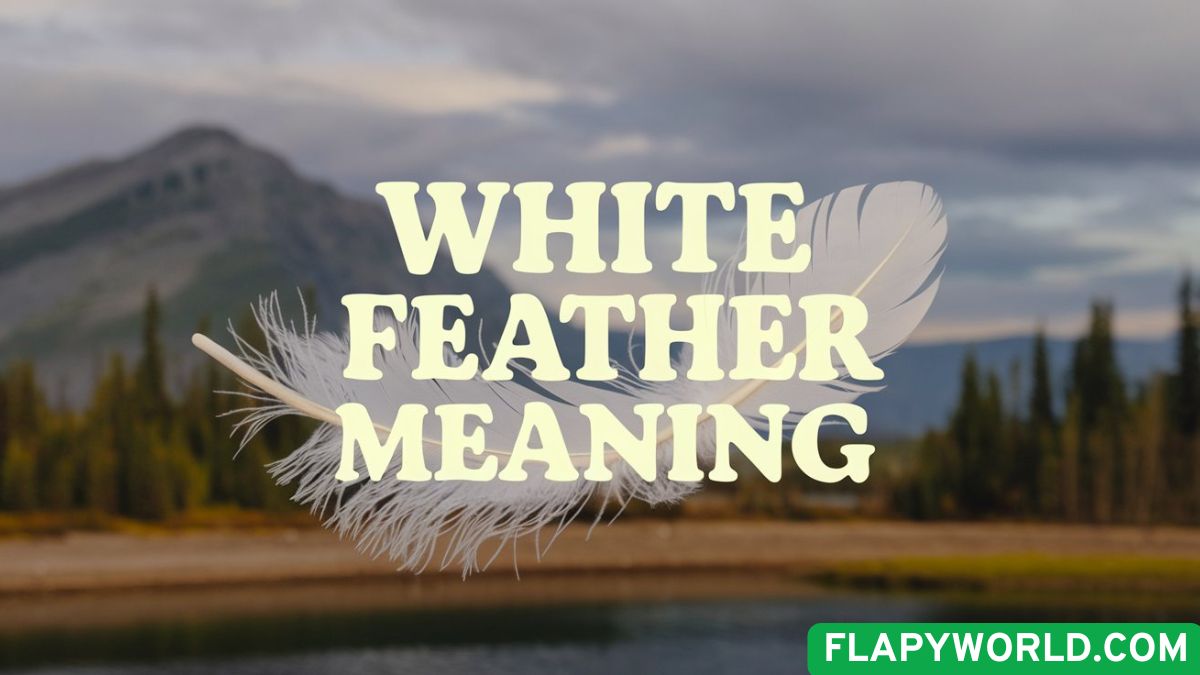 White Feather Meaning