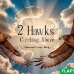 2 Hawks Circling Above
