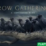 Crow Gatherings