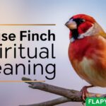 House Finch Spiritual Meaning