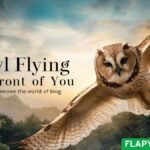 Owl Flying in Front of You