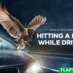Spiritual Meaning of Hitting a Bird While Driving