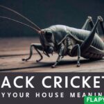 Finding a Black Cricket in Your House Meaning