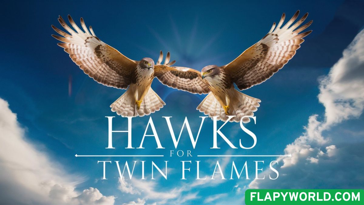 Hawks for Twin Flames