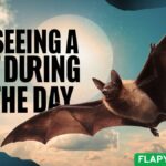 Spiritual Meaning of Seeing a Bat During the Day