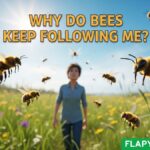 Why Do Bees Keep Following Me