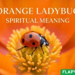 orange-ladybug-spiritual-meaning